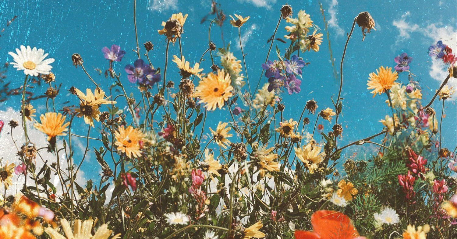 Placeholder header Photograph of a garden of flowers.